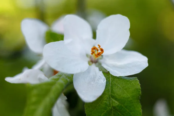 Les Pommiers Fleurissent Inflorescences Blanches Printemps — Photo