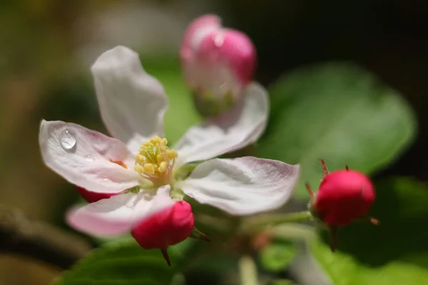 リンゴの花 春に白い花序 — ストック写真