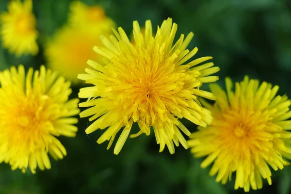 Žluté Pampeliškové Květy Jaře Zelené Trávě — Stock fotografie
