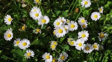 Small white chamomile flowers in spring