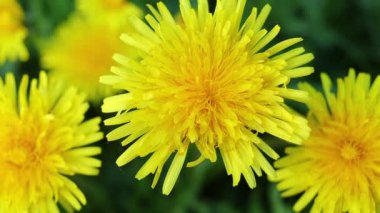 Yellow dandelion flowers in spring on green grass