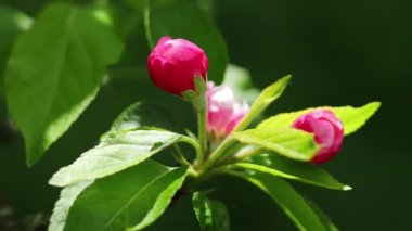 Apple blossoms. White inflorescences in spring.