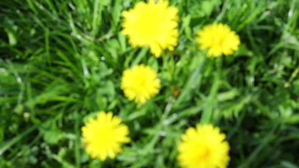 Yellow Dandelion Flowers Spring Green Grass — Stok video