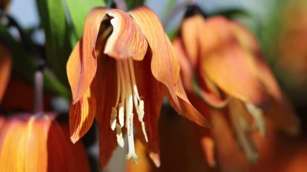 Fritillaria Imperialis Oranger Belle Fleur Gros Plan — Video