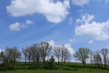 Güzel yaz manzarası. Ağaçlar ve bulutlu mavi gökyüzü.