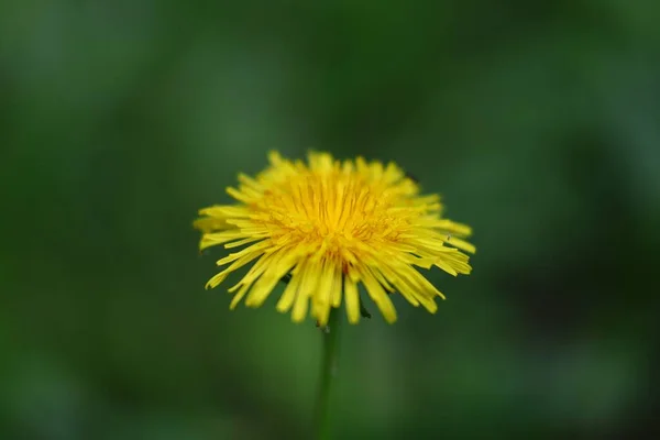 Sárga Pitypang Virág Tavasszal Közelkép — Stock Fotó