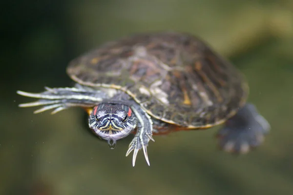 Küçük Bir Kaplumbağa Suda Yüzüyor — Stok fotoğraf