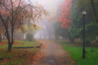 Güzel sonbahar manzarası. Sisli park.