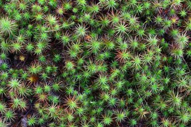 Yeşil yosun yakın plan. Flora geçmişi.