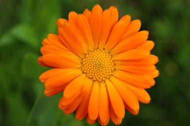 Turuncu takvim çiçeği. Yakın plan.