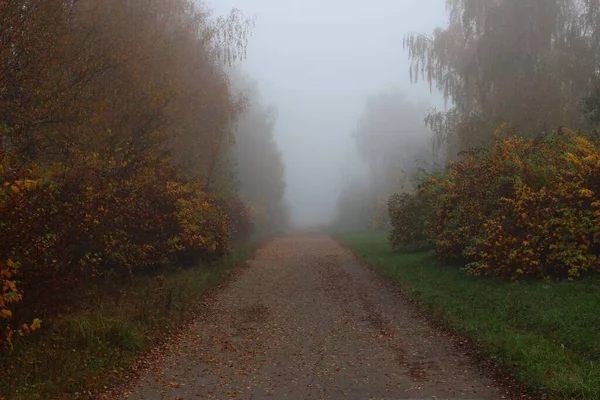 Hermoso Paisaje Otoñal Parque Niebla — Foto de Stock