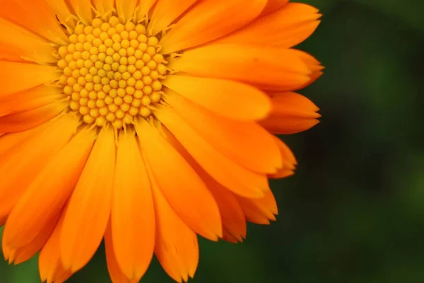 Gros Plan Sur Fleur Calendula Orange — Photo