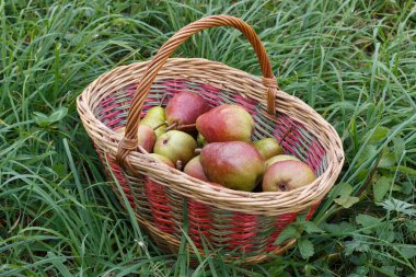 Armut sepeti alır. Yaz hasadı.