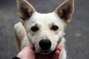 Güzel evsiz köpek bakar ve yardım ister..