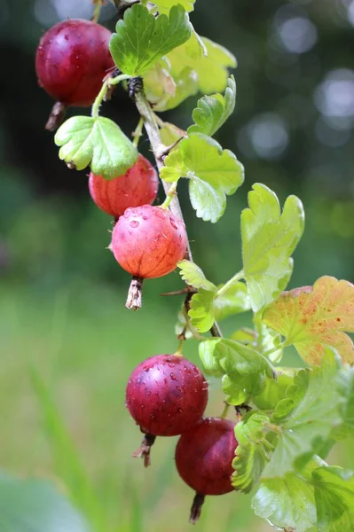 Rote Stachelbeere Die Beeren Wachsen Einem Sonnigen Tag — Stockfoto