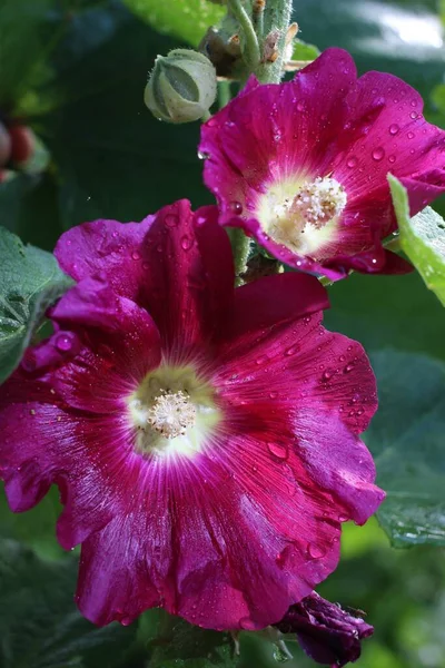 美しい赤ムラサキの花のクローズアップ — ストック写真