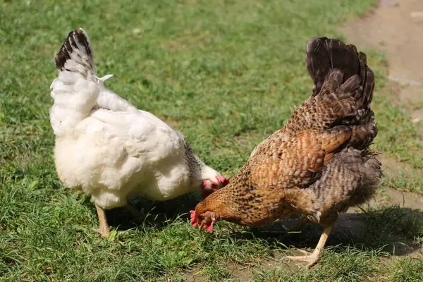 Dvě Kuřata Pasou Trávě — Stock fotografie