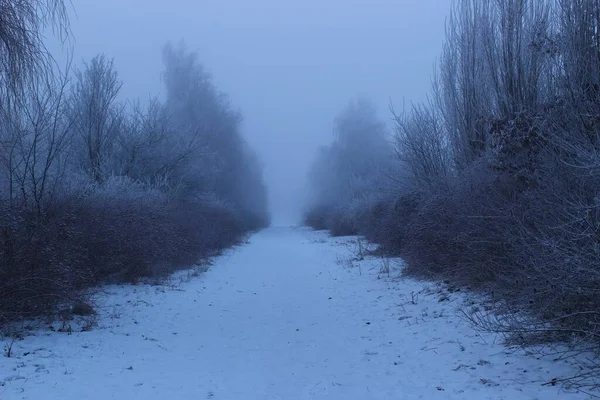 Borús Téli Nap Erdőben — Stock Fotó