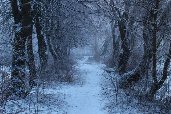 Dia Inverno Sombrio Floresta — Fotografia de Stock