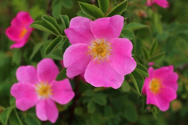 夏にピンクのバラの腰の花 — ストック写真