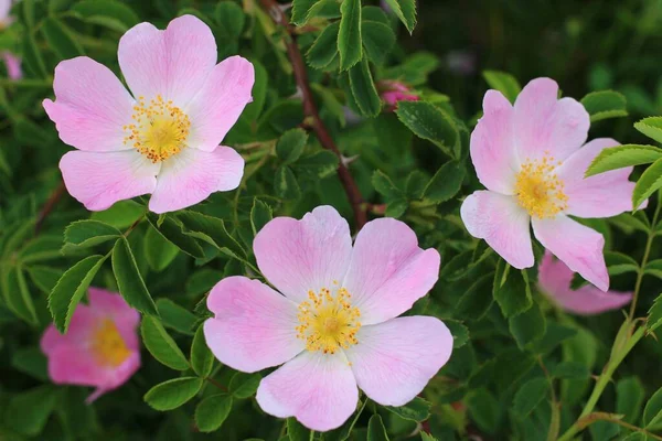 Růžová Růže Kyčel Květiny Létě — Stock fotografie