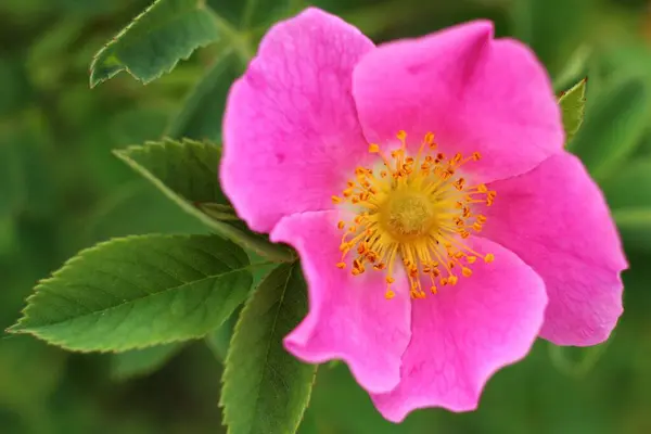Różowy Różowy Kwiat Biodra Latem — Zdjęcie stockowe