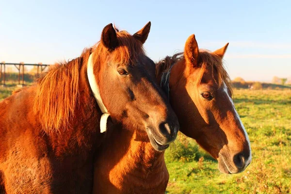 Twee Bruine Paarden Grazen Zomer — Stockfoto