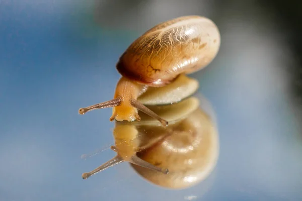 Hermosa Foto Caracol Con Cuernos — Foto de Stock