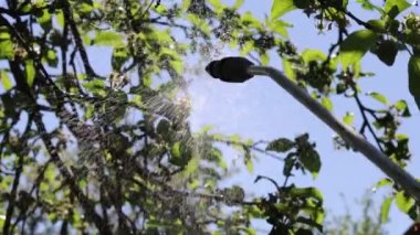 Yazın ya da ilkbaharda ağaçlar fışkırır.