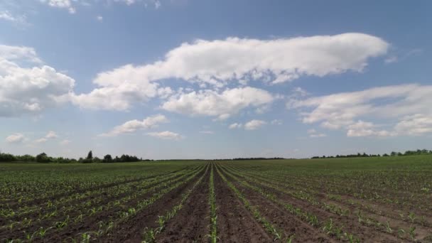 Campo Con Plantas Cielo Azul Con Nubes Cronograma — Vídeos de Stock