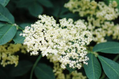 Yazın beyaz çiçekli mürver.