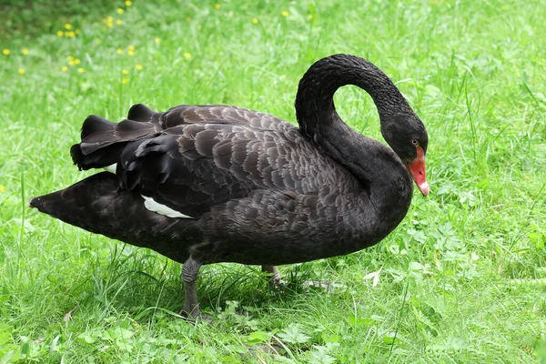 Black Swan Grazing Grass — Stock Photo, Image