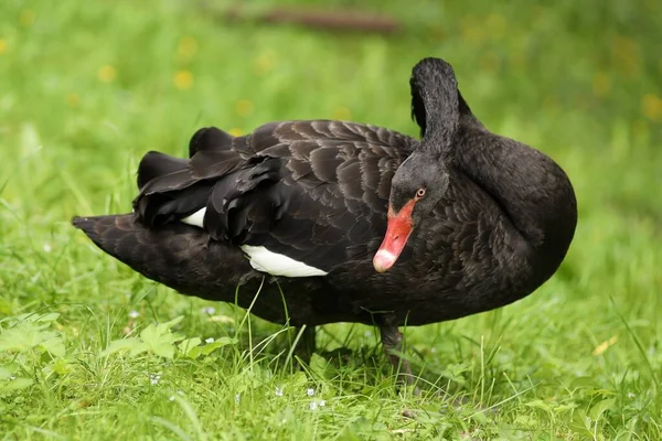 Cisne Negro Pastando Sobre Hierba — Foto de Stock