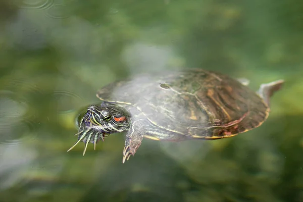 Een Kleine Schildpad Zwemt Foto Schildpadden Het Water Close — Stockfoto