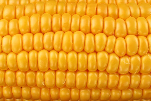 Corn Maize Cobs Closeup Texture Background — Stock Photo, Image