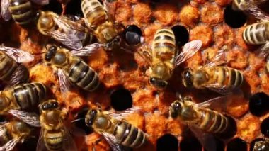 Arı kovanında çok arı var Arı kovanında