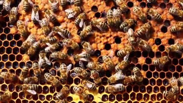 Mnoho Včel Úlu Včelíně Detailní Záběr — Stock video