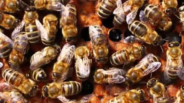 Muchas Abejas Una Colmena Primer Plano Colmenar — Vídeos de Stock