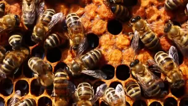 Many Bees Beehive Apiary Closeup — Stock Video