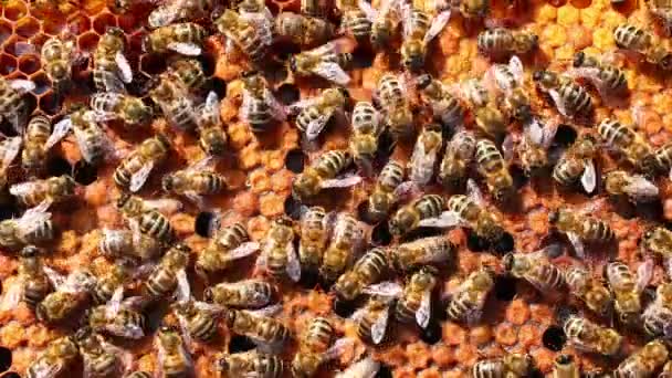 Many Bees Beehive Apiary Close Seup — стоковое видео