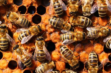 Arıların arılar üzerindeki çalışmaları yakın.