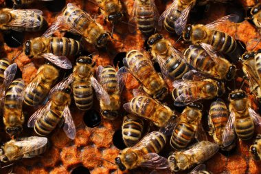 Arılar bal peteklerinin üzerinde çalışır. Kapatın.