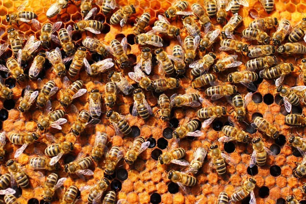 Las Abejas Colmena Insectos Cerca — Foto de Stock