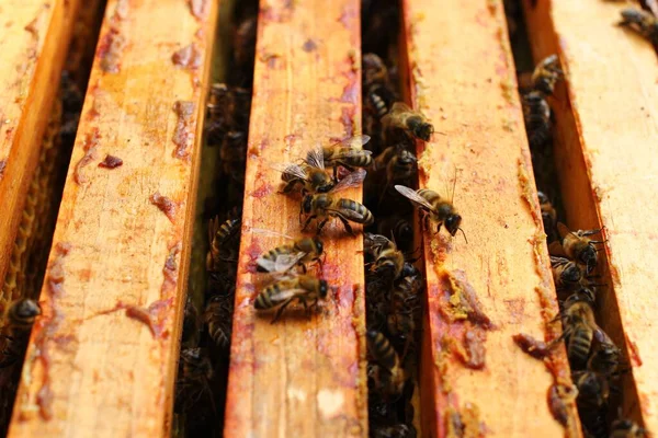 Rahmen Bienenstöcken Und Bienen — Stockfoto