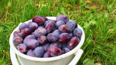 Çimlerin üzerindeki kovadaki erikler