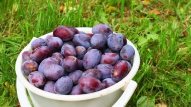 Çimlerin üzerindeki kovadaki erikler