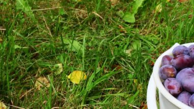 Çimlerin üzerindeki kovadaki erikler