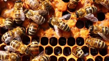 Bal peteğindeki böcek arıları yaklaşır.