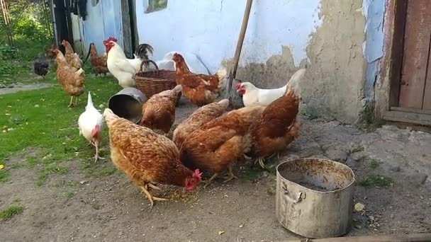 Chickens Village Eat — Stock Video