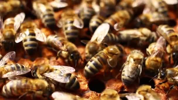 Las Abejas Trabajo Colmenar Cerca — Vídeos de Stock